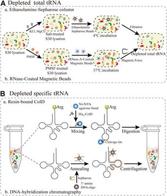 Frontiers | Codon-Reduced Protein Synthesis With Manipulating tRNA